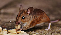 24 Hour & Emergency Exterminators in Lenoxburg, KY